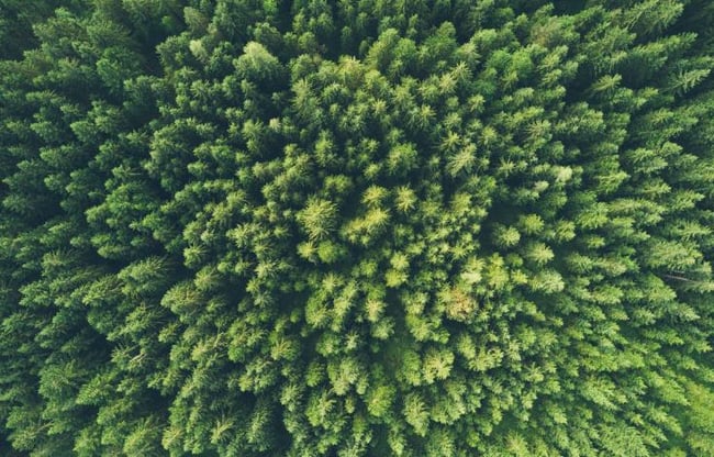 Foresta